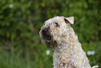 Irish Soft Coated Wheaten Terrier in the summer