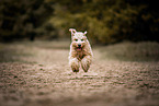 adult Irish Soft Coated Wheaten Terrier