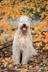 adult Irish Soft Coated Wheaten Terrier