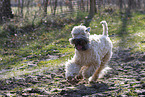 Irish Soft Coated Wheaten