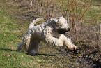 Irish Soft Coated Wheaten