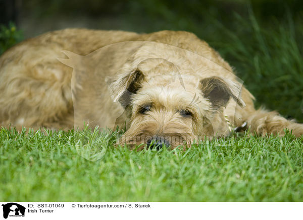 Irischer Terrier / Irish Terrier / SST-01049
