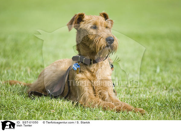 Irischer Terrier / Irish Terrier / SST-01050