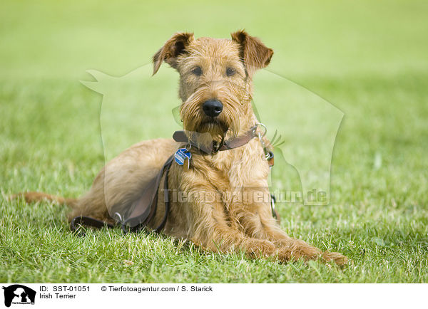 Irish Terrier / SST-01051