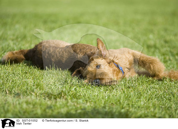 Irish Terrier / SST-01052