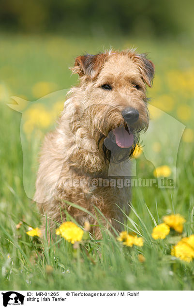 sitzender Irish Terrier / sitting Irish Terrier / MR-01265