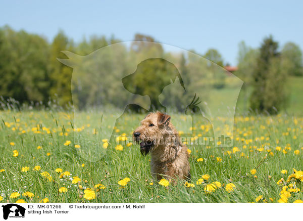 sitzender Irish Terrier / sitting Irish Terrier / MR-01266