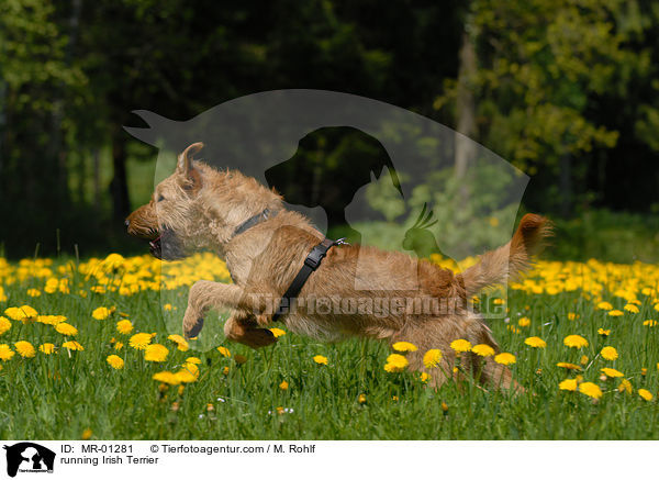 rennender Irish Terrier / running Irish Terrier / MR-01281