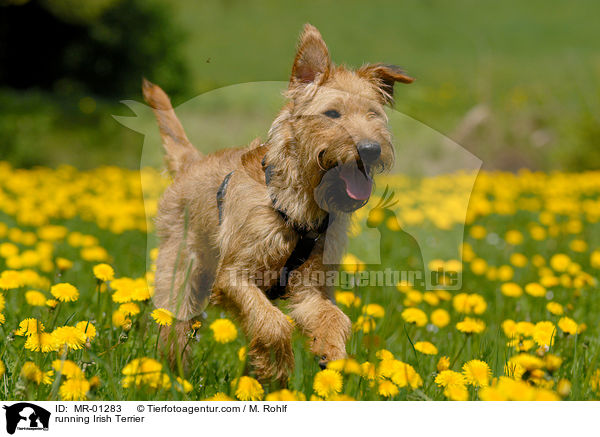 running Irish Terrier / MR-01283