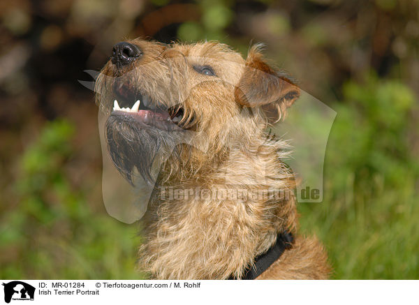 Irish Terrier Portrait / MR-01284