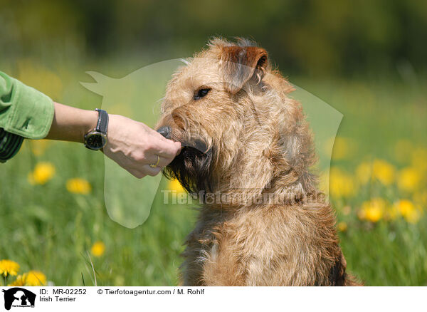 Irischer Terrier / Irish Terrier / MR-02252