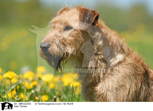 Irischer Terrier / Irish Terrier / MR-02253