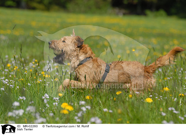 Irischer Terrier / Irish Terrier / MR-02260