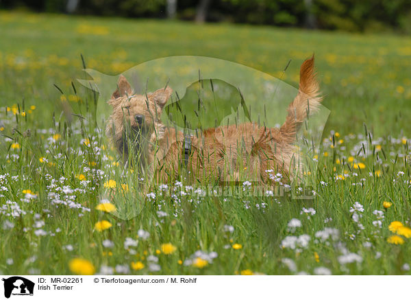 Irish Terrier / MR-02261