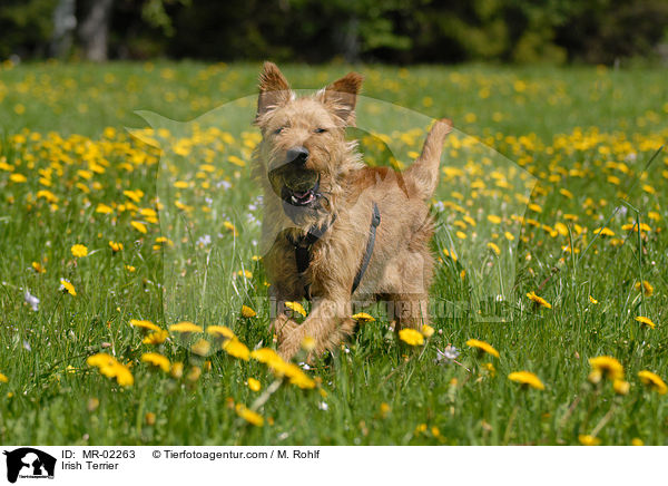 Irischer Terrier / Irish Terrier / MR-02263