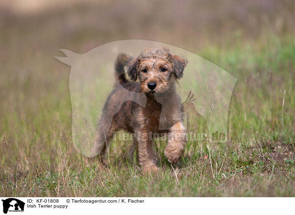 Irish Terrier puppy / KF-01808