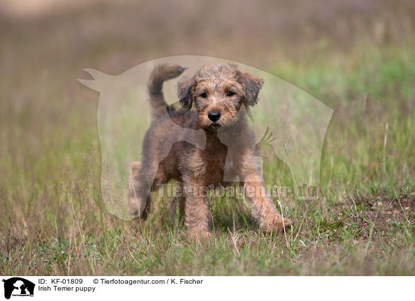 Irischer Terrier Welpe / Irish Terrier puppy / KF-01809