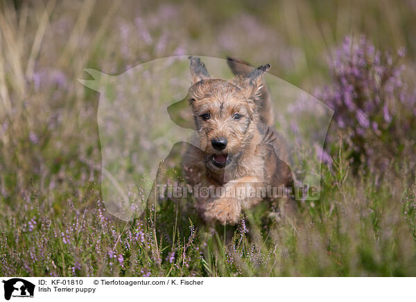 Irischer Terrier Welpe / Irish Terrier puppy / KF-01810