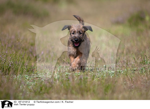 Irischer Terrier Welpe / Irish Terrier puppy / KF-01812