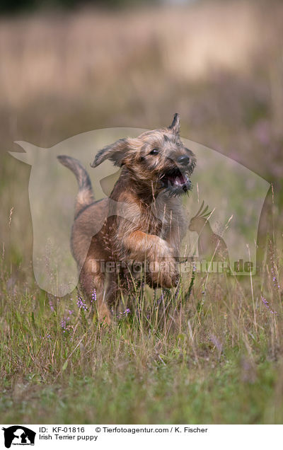 Irish Terrier puppy / KF-01816