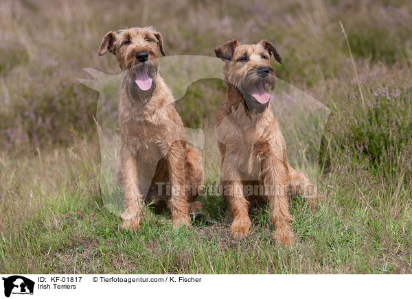 Irischer Terrier / Irish Terriers / KF-01817
