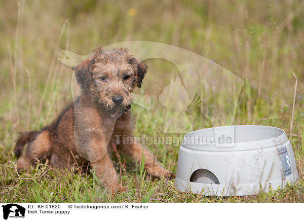 Irischer Terrier Welpe / Irish Terrier puppy / KF-01820