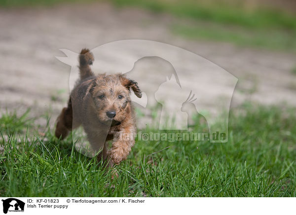 Irischer Terrier Welpe / Irish Terrier puppy / KF-01823