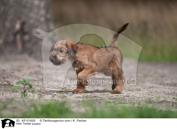 Irischer Terrier Welpe / Irish Terrier puppy / KF-01826