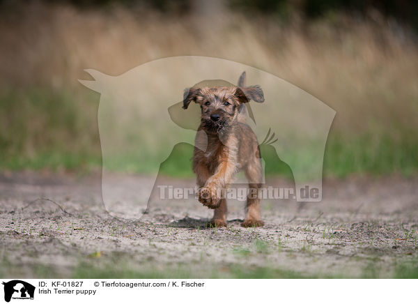 Irischer Terrier Welpe / Irish Terrier puppy / KF-01827