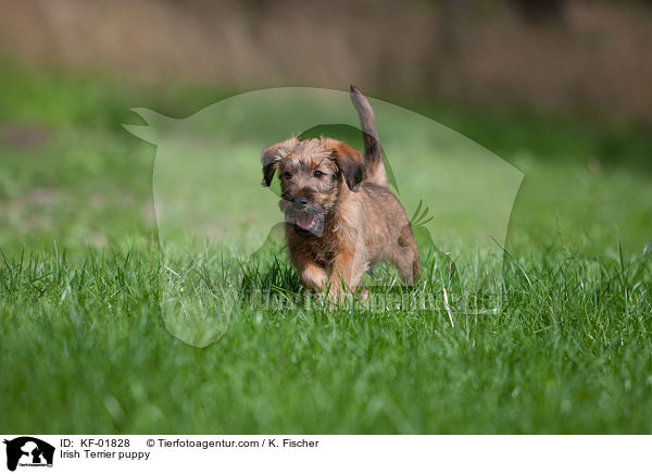 Irischer Terrier Welpe / Irish Terrier puppy / KF-01828
