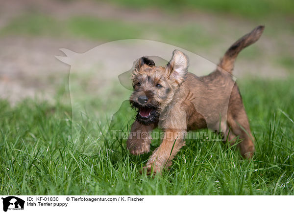 Irischer Terrier Welpe / Irish Terrier puppy / KF-01830