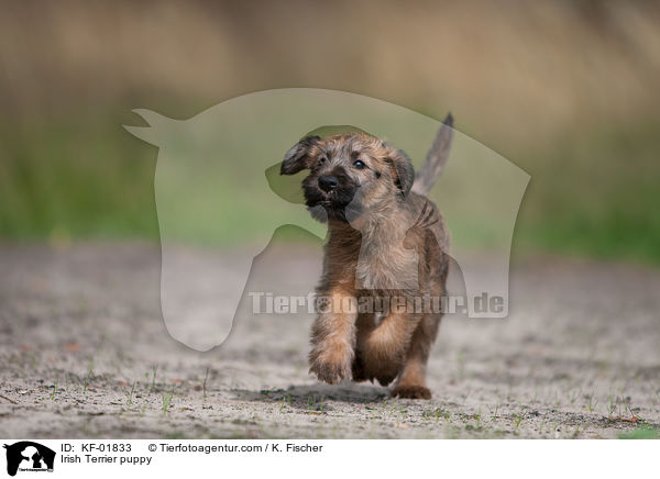 Irischer Terrier Welpe / Irish Terrier puppy / KF-01833