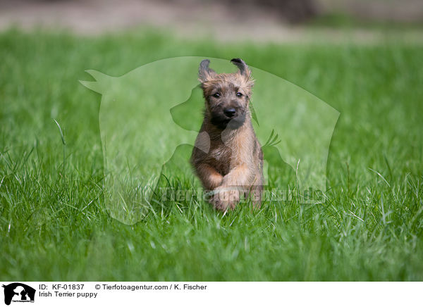 Irischer Terrier Welpe / Irish Terrier puppy / KF-01837