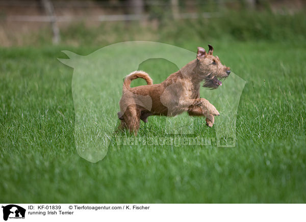 rennender Irischer Terrier / running Irish Terrier / KF-01839