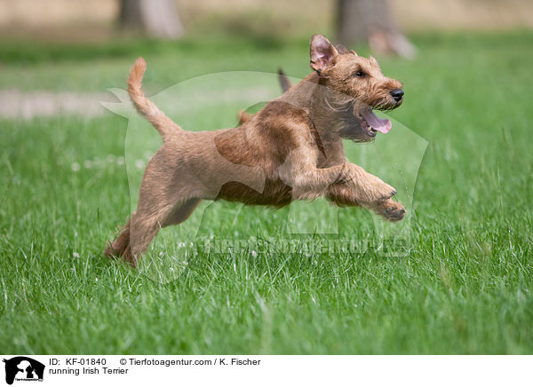 rennender Irischer Terrier / running Irish Terrier / KF-01840