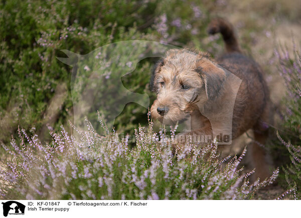 Irischer Terrier Welpe / Irish Terrier puppy / KF-01847