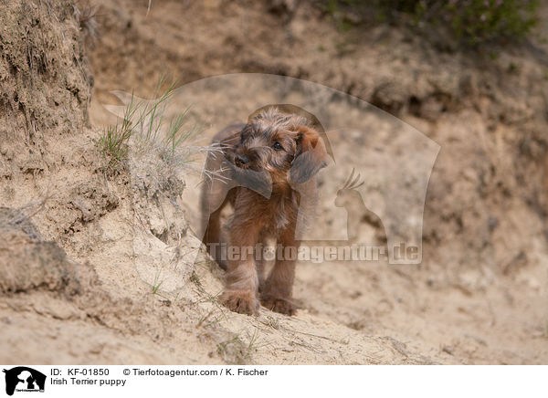 Irischer Terrier Welpe / Irish Terrier puppy / KF-01850