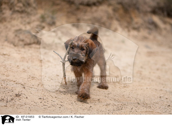 Irischer Terrier / Irish Terrier / KF-01853