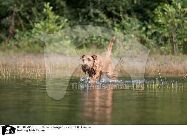 badender Irischer Terrier / bathing Irish Terrier / KF-01855