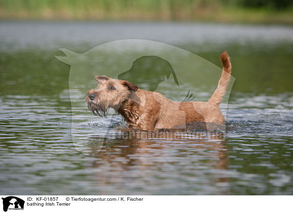 badender Irischer Terrier / bathing Irish Terrier / KF-01857