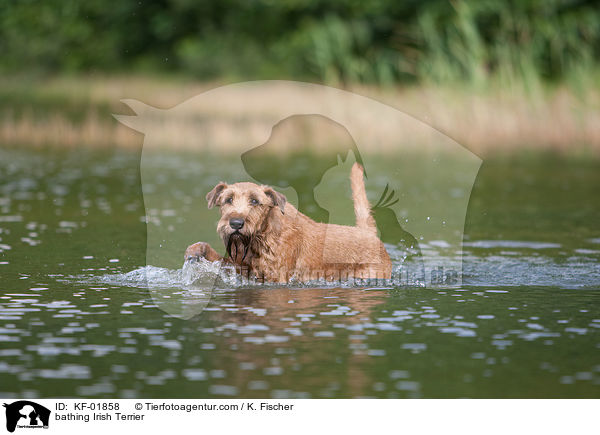 badender Irischer Terrier / bathing Irish Terrier / KF-01858