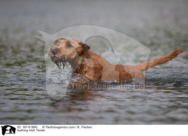 badender Irischer Terrier / bathing Irish Terrier / KF-01860