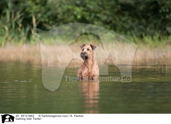 badender Irischer Terrier / bathing Irish Terrier / KF-01862