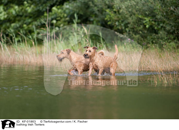 badende Irischer Terrier / bathing Irish Terriers / KF-01863