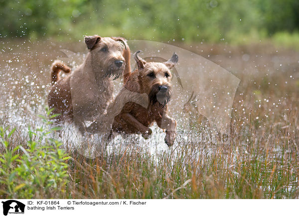 badende Irischer Terrier / bathing Irish Terriers / KF-01864