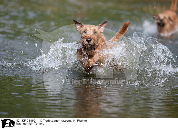 badende Irischer Terrier / bathing Irish Terriers / KF-01869
