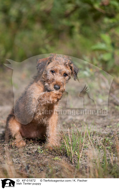 Irischer Terrier Welpe / Irish Terrier puppy / KF-01872