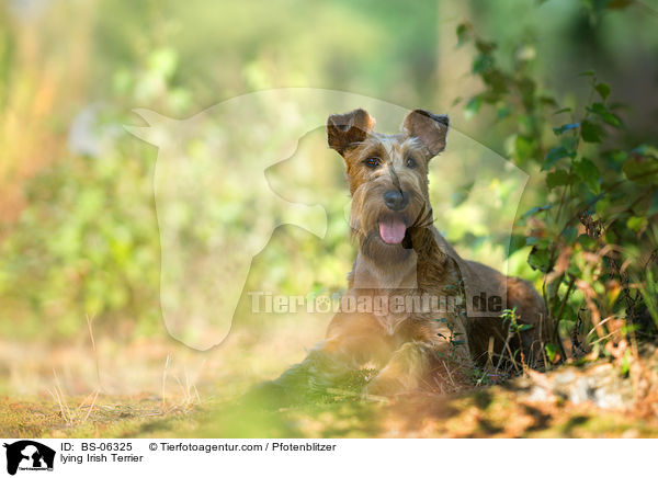 lying Irish Terrier / BS-06325