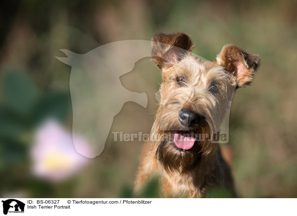 Irish Terrier Portrait / BS-06327