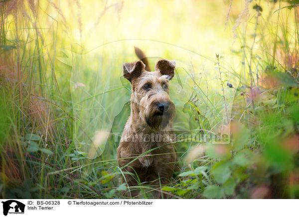 Irish Terrier / BS-06328